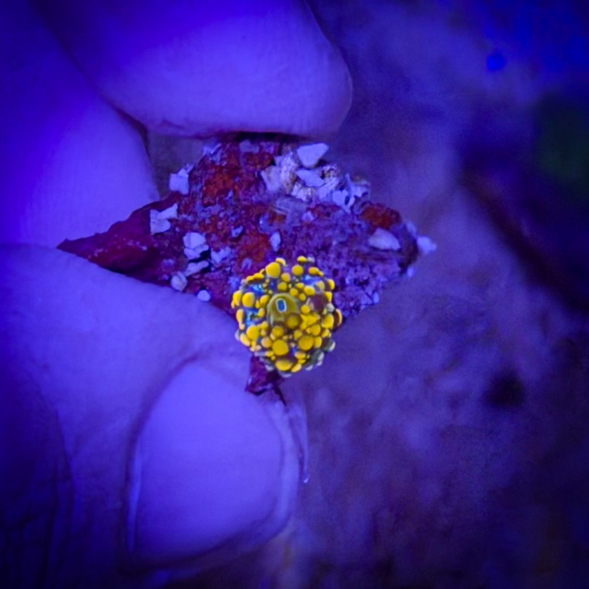 Florida Ricordea (Orange) [79]