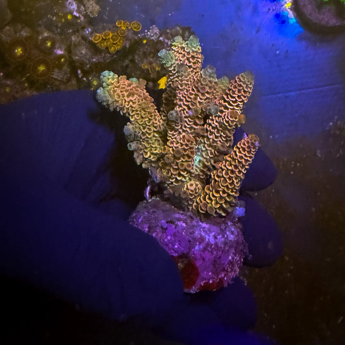 Rainbow Dragonscale Mini Acro Colony [102]