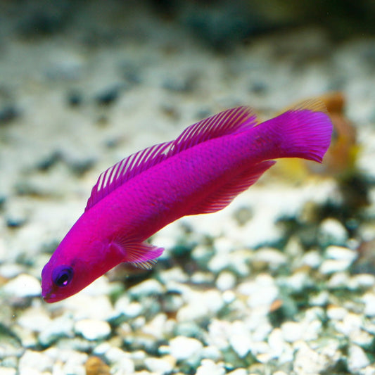 Orchid Dottyback (Pygmy Basslet)