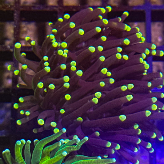 Yellow Tip Black Torch