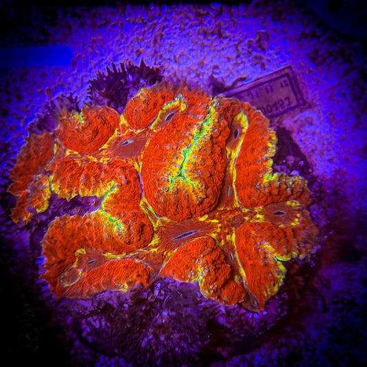 Golden Glitter Sympyhllia (32)