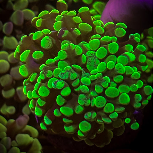 Neon Green Hammer [63]
