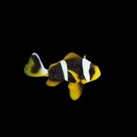 Allardi Clownfish