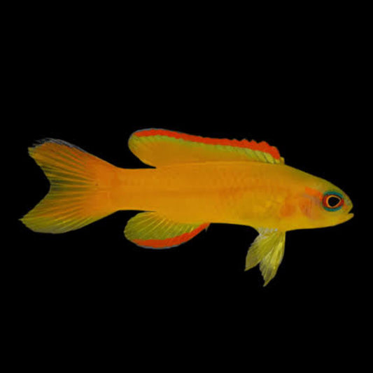 Yellow forktail Pygmy basslet