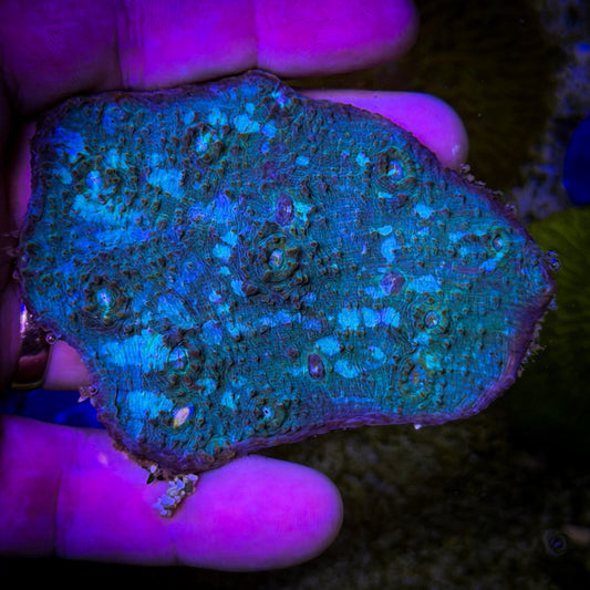 Aztec Gem Chalice (78)