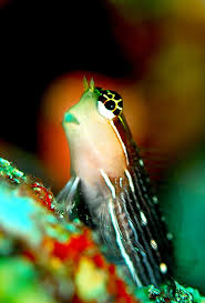 Pictus Blenny