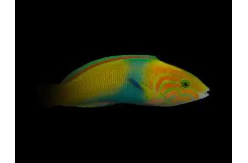 Yellow Moon Wrasse