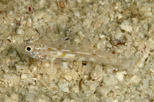 Ghost Goby