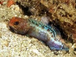 Red Jawfish