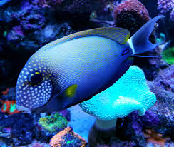 Freckle Face Tang