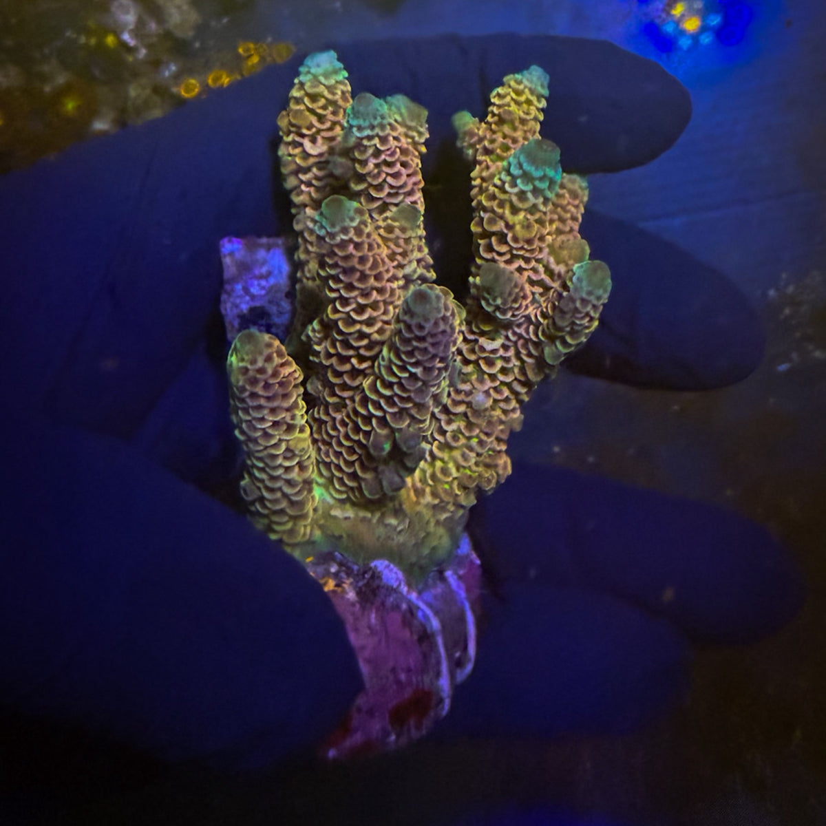 Rainbow Mini Acro Colony [107]