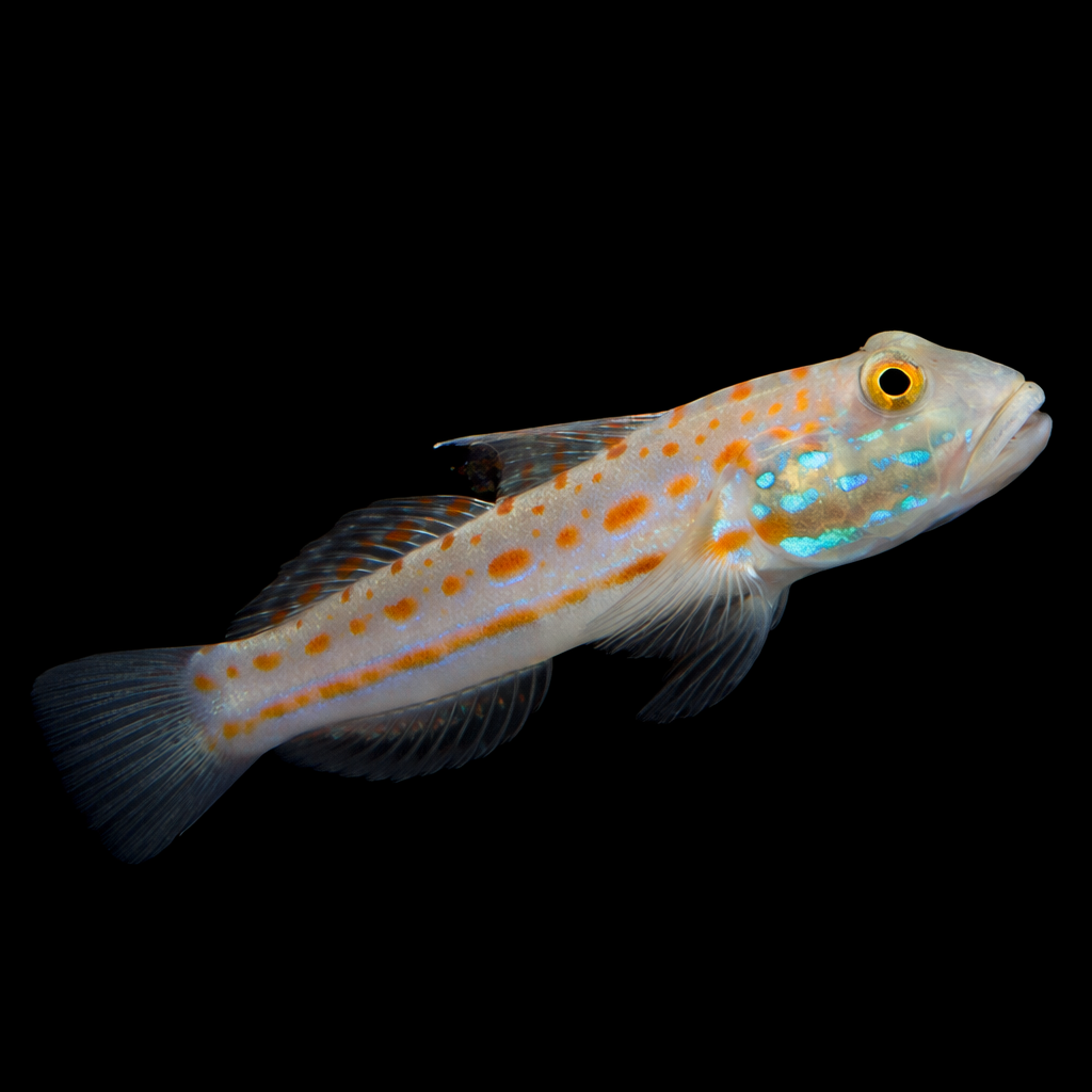 Diamond Watchman Goby (Orange spot goby)