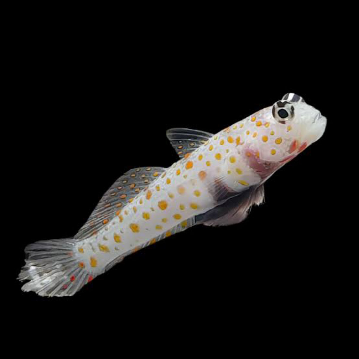 Sunspot Goby