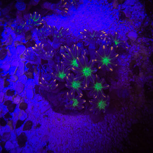 Firework Clove [53]