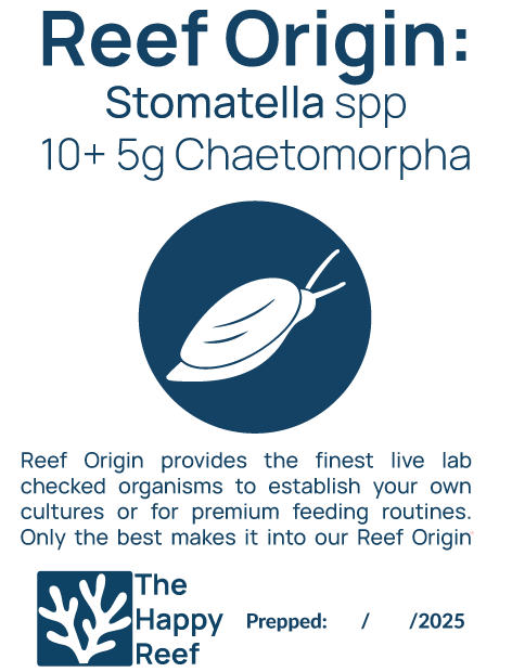 Reef Origin: Stomatella