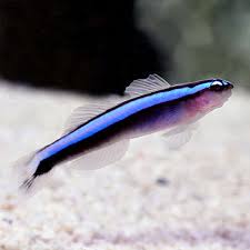 Blue Neon Goby