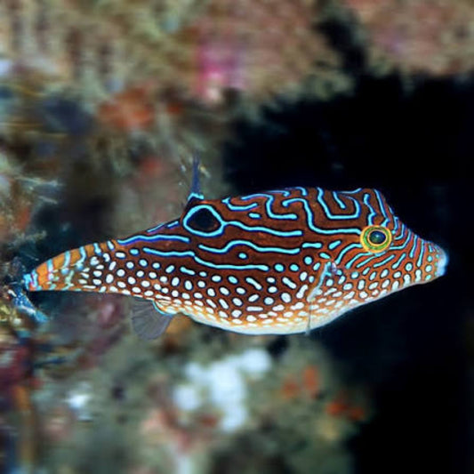 Jewel puffer