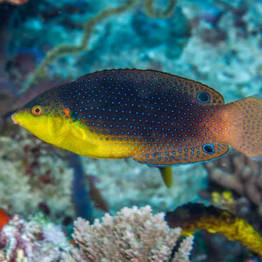 Twistii Wrasse