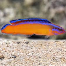 Neon Pygmy Basslet