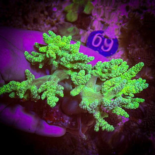Neon Green Capnella [12]