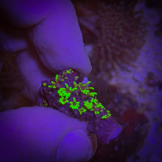 Green Star Polyp [67]