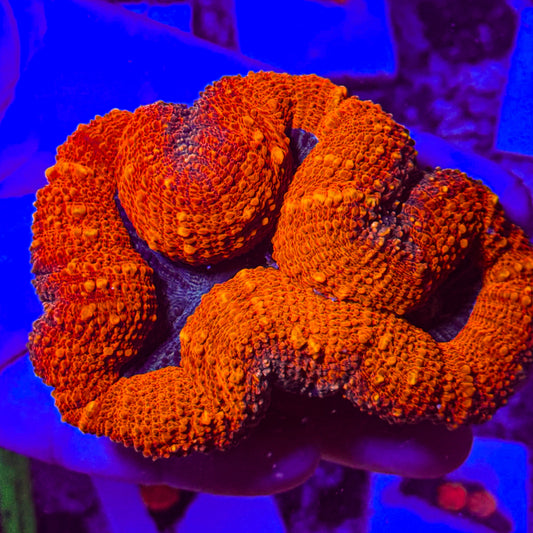 Red Symphillia WYSIWYG