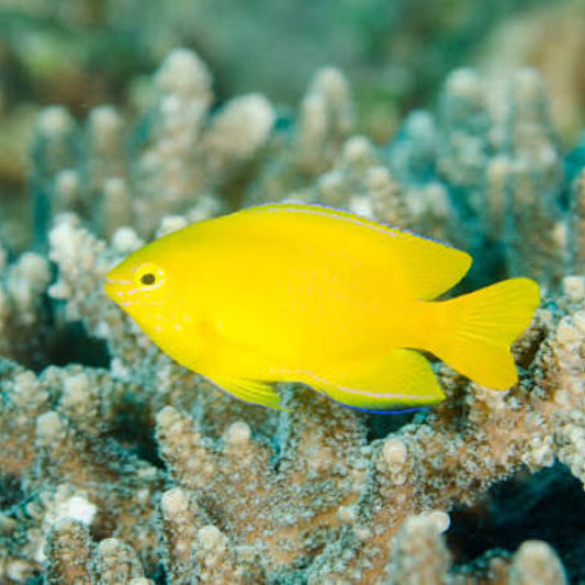 Lemon Damsel