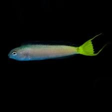 African Blenny