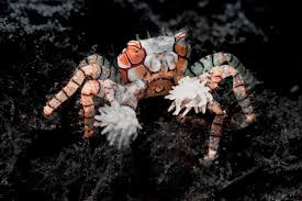 Pom Pom Crab (Boxer Crab)