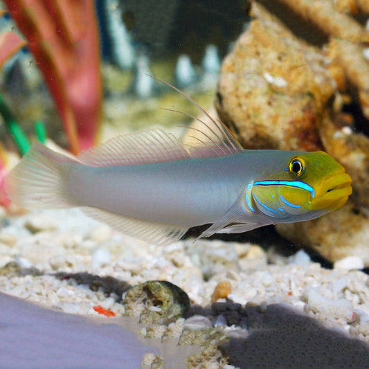 Blue Cheek Goby