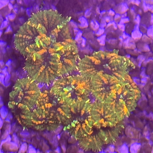 Circus Bounce Mushroom [75]
