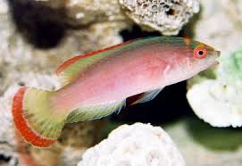 Pink Shimmering Fairy Wrasse