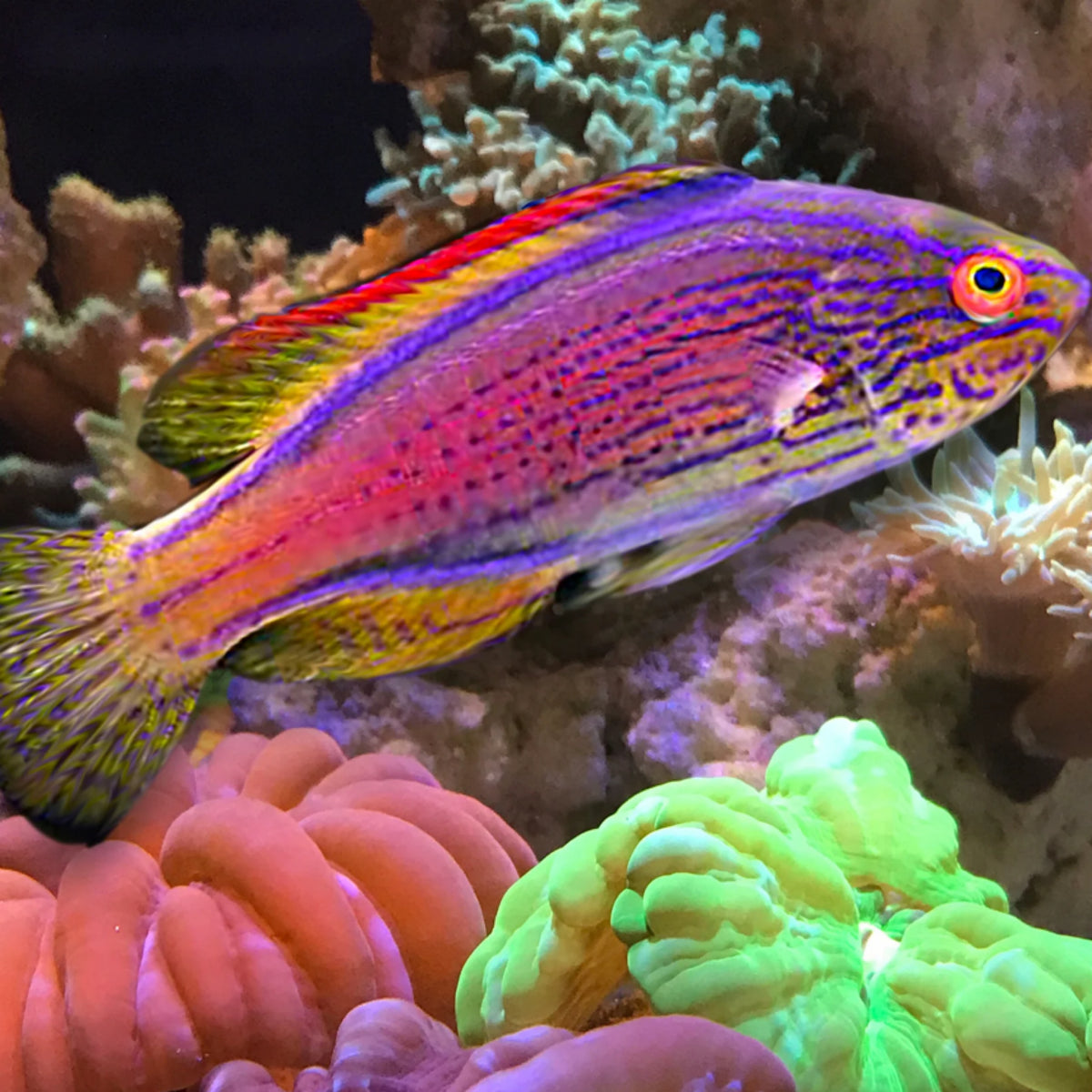 Purple Lined Fairy Wrasse