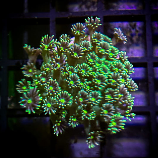 Gem Goniopora [83]