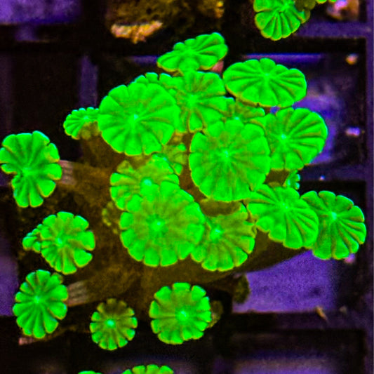 Neon Green Alveopora