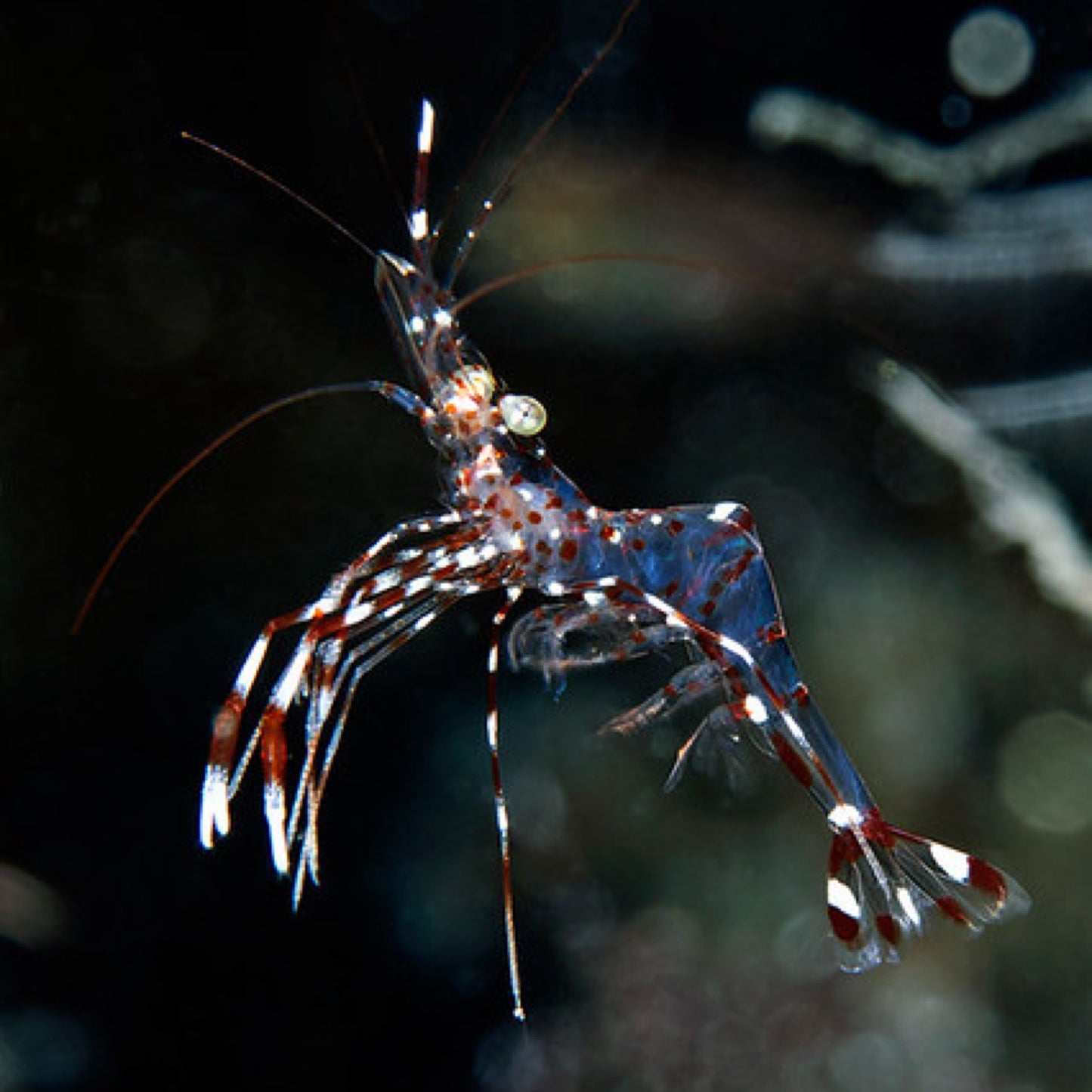 Mosquito Shrimp