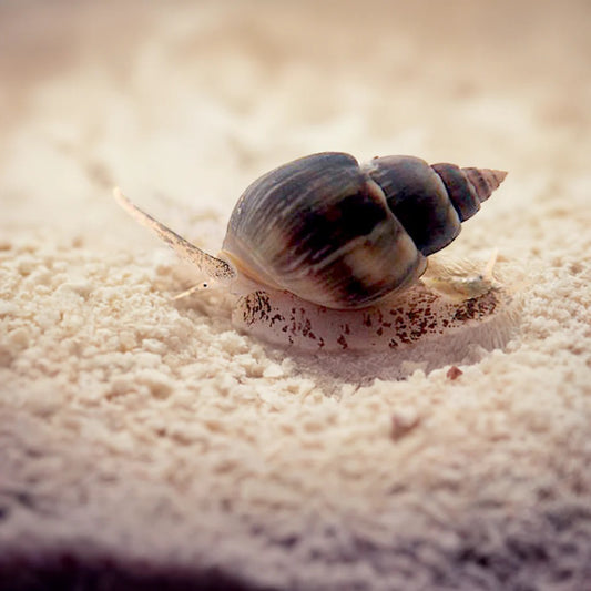 Nassarius Snail