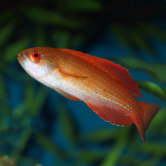 8 Line Flasher Wrasse