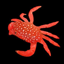 Strawberry Crab