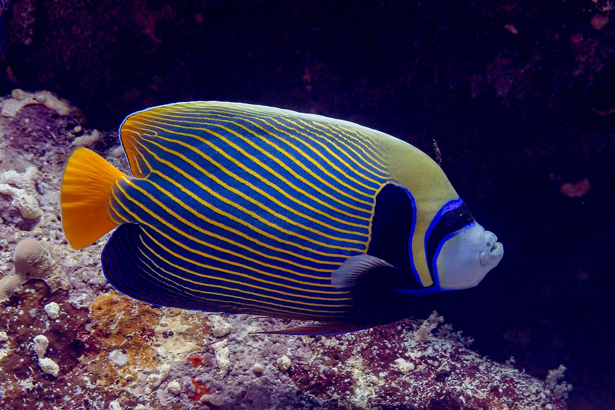 Emperor Angel Adult