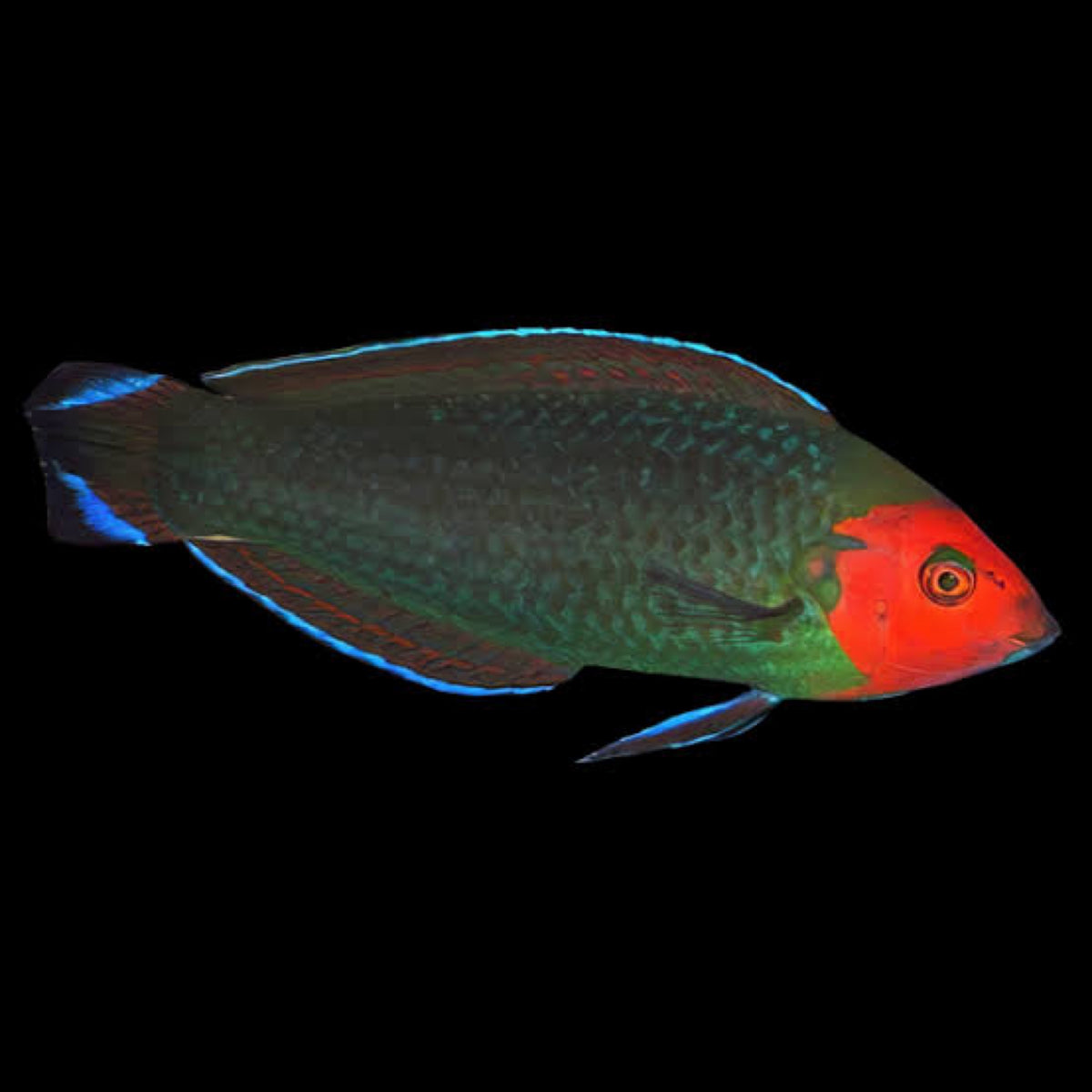 Scarlet Head Wrasse