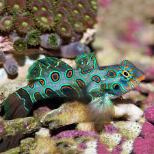 Spotted Mandarin