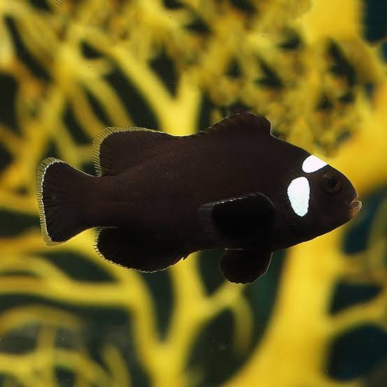 After Eight Clownfish