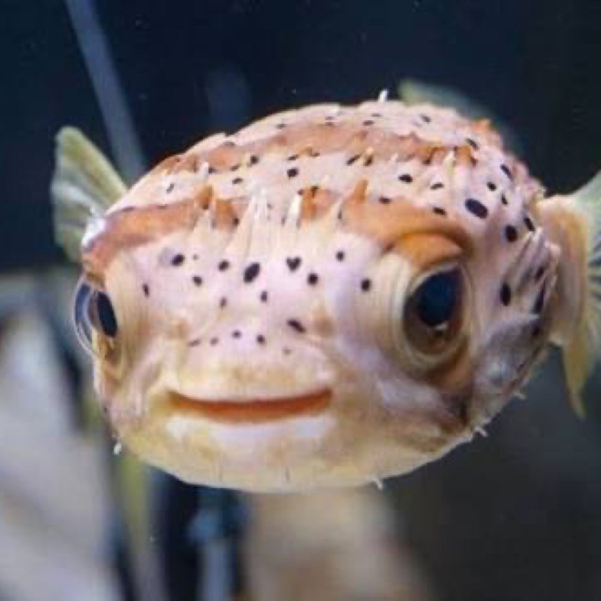 Porcupine Puffer