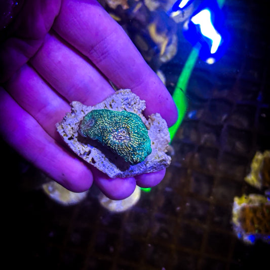 Fist full o'dollars frag