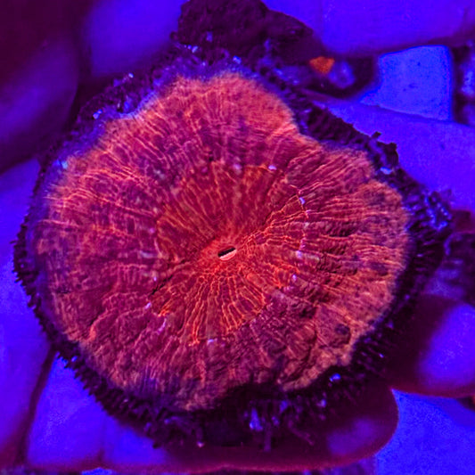 Red Lobophyllia