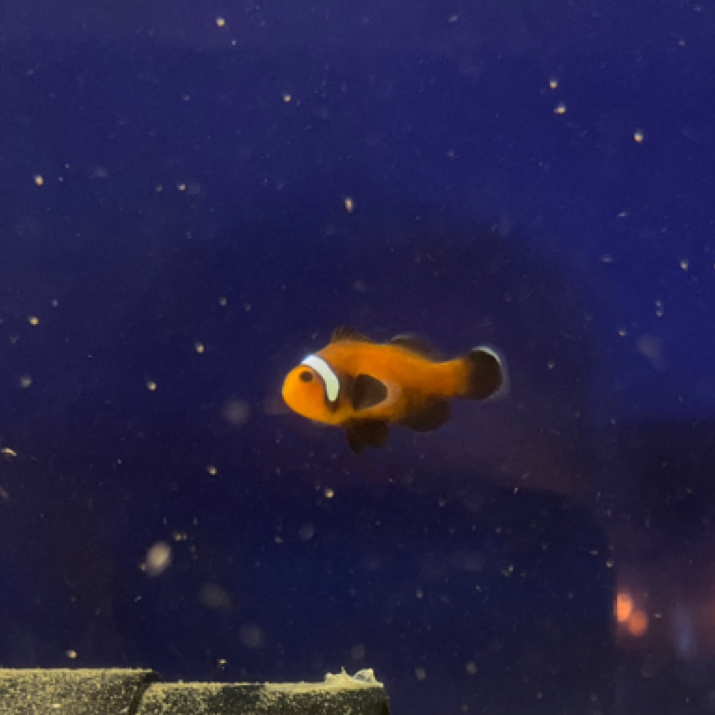 Mocha Ice Clownfish