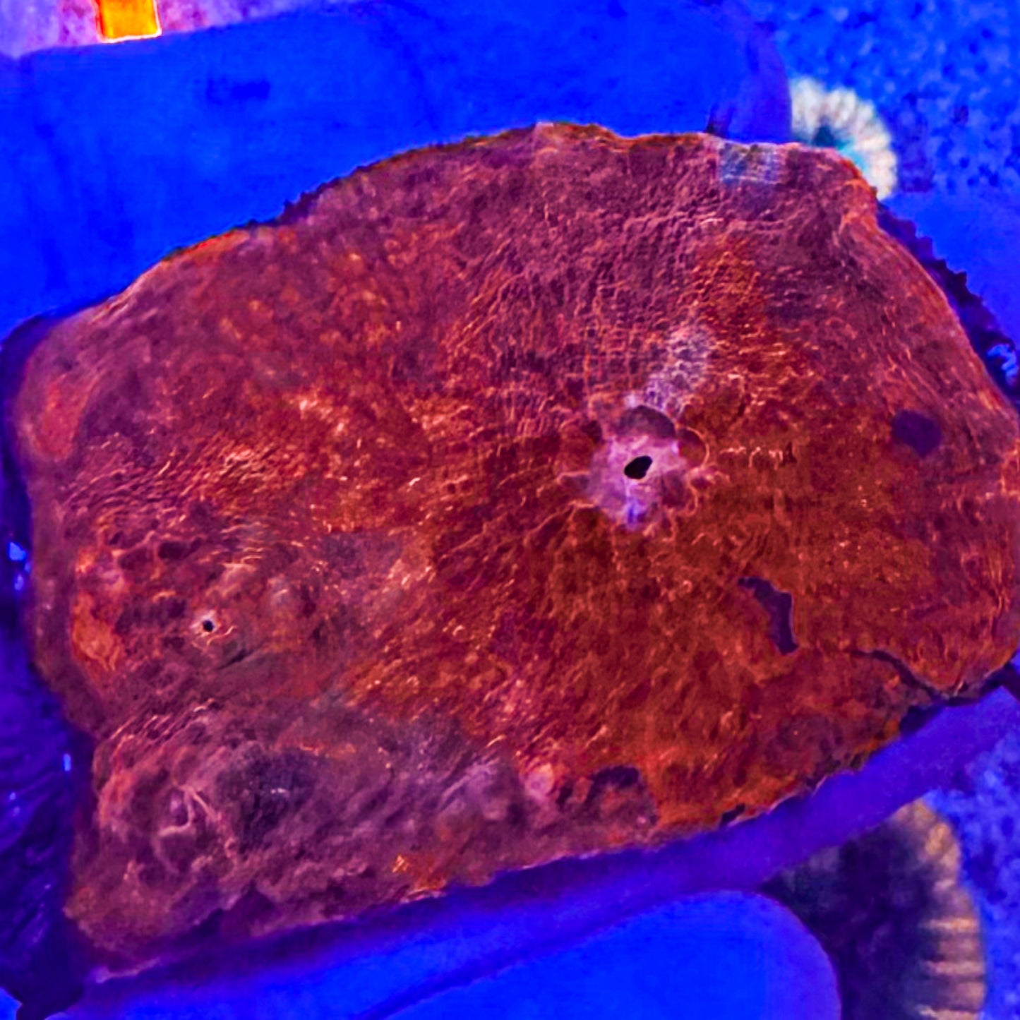Super Red Chalice WYSIWYG