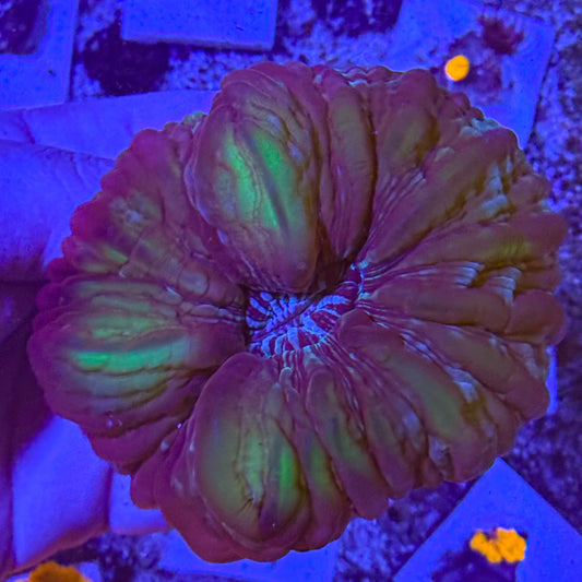 Green Cynarina (Cushion Coral)