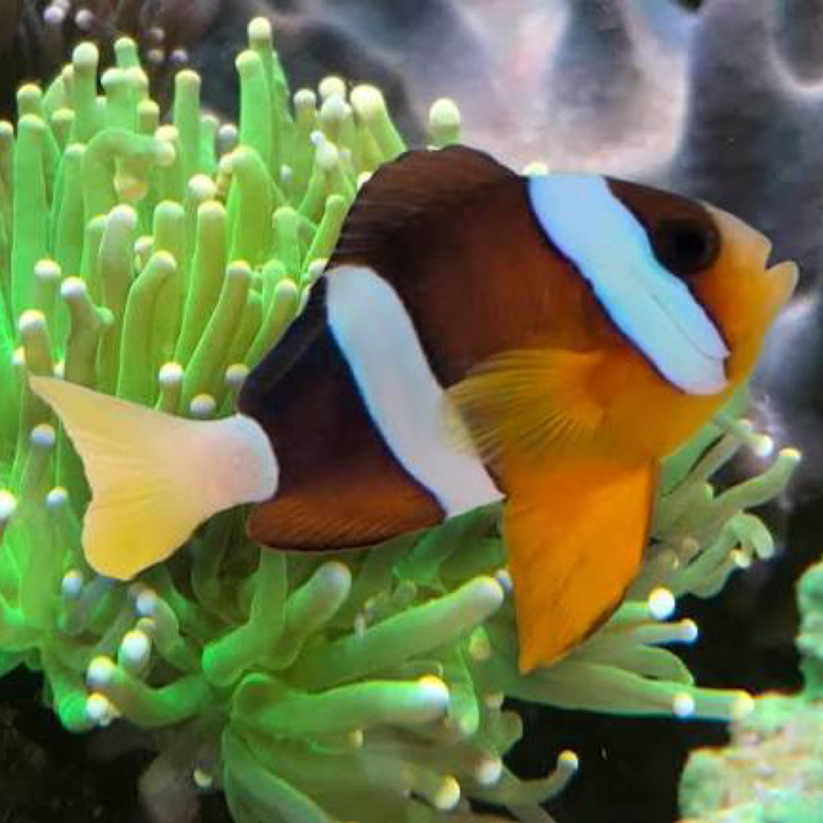 Sebae Clownfish pair